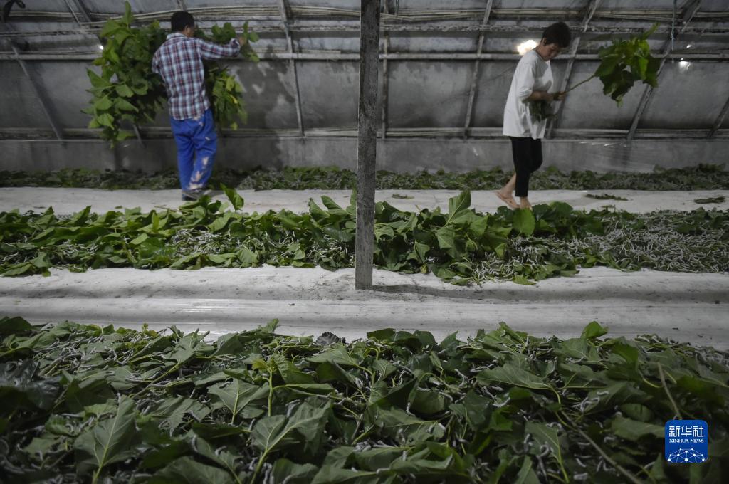 金沙网址